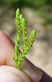 Image result for Selaginella buchholzii