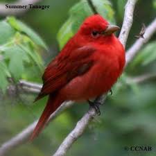 North America Bird Identifier By Picture Red Birds Red Bird Pictures Red Birds Of North America Birds Red Birds Beautiful Birds Wild Birds