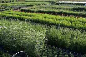 Image result for magnolia genia