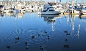 Image result for Holland Blue 2023 Fleet