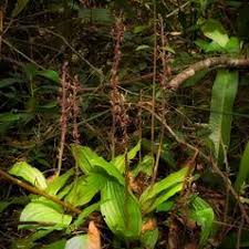 Image result for Liparis nervosa