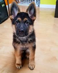 We serve the midwest region of the united states including indiana, michigan and ohio with our amazing gsd puppies. German Shepherd Puppies For Sale German Shepherd Puppies For Sale Near Me