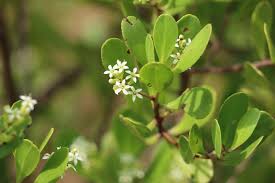 Image result for Rhizophora racemosa