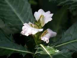 Image result for Acanthus montanus