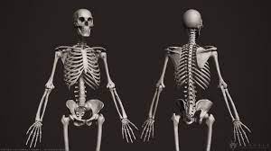 Available in most of files format including 3ds max, maya, cinema 4d, blender, obj, fbx. 3d Human Skeleton Skeletal Cgtrader