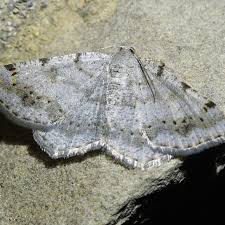 Image result for Dignathia gracilis