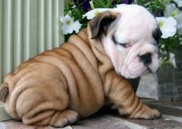 Blue sky bulldogs is a small rural family owned kennel located in southern va specializing in the english and old english bulldog puppies. English Bulldog Puppies For Sale In Va English Bulldog Puppies