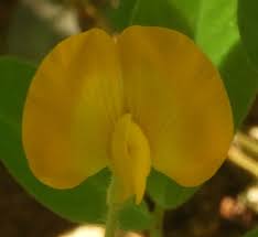 Image result for Arachis hypogaea