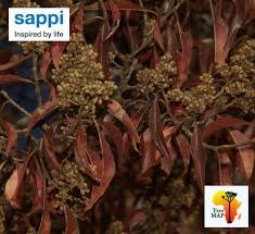 Image result for Heteropyxidaceae