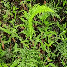 Image result for Pityrogramma argentea