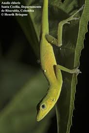 Image result for Chloris