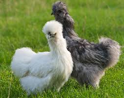 Types And Sizes Of Silkie Chickens Scrumptious Silkies