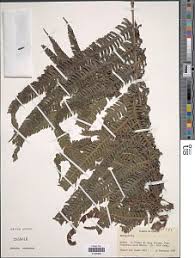 Image result for Pseudocyclosorus