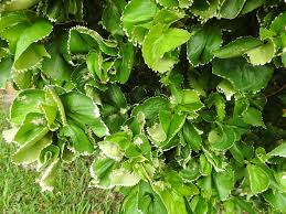 Image result for Acalypha lanceolata