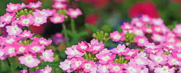 Image result for foto verbena