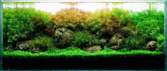 A 75 Gallon Aquarium Was Used For This Live Planted Aquarium Dominated By Beautiful Stemmed Plants The Stones Planted Aquarium Live Aquarium Plants Aquascape
