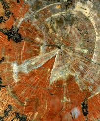 Petrified wood has turned into stone. Petrified Wood Wikipedia