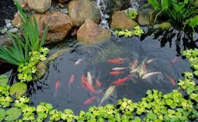 The 8 Best Uv Light For Koi Pond 2020 Reviews