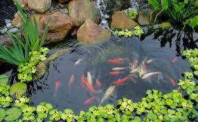 The pond is run via a single botton drain to a nexus 220 which is situated around 18 feet away. The Best Uv Lights For Your Koi Ponds Need Aquarium Adviser