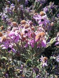 Image result for Wahlenbergia hookeri