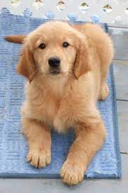 Golden retriever in dogs & puppies for sale. Akc Golden Retriever Puppies For Sale Georgia Golden Retriever Retriever Puppy Dogs Golden Retriever