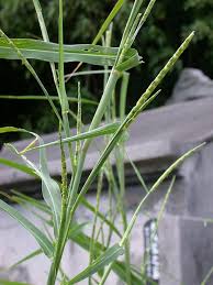 Image result for Rhaphiostylis