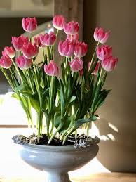 Potted tulips bring a soft fragrance and colorful look in your house and your garden. Spring Ideas Indoor Potted Tulips Happy Haute Home Home Vegetable Garden Growing Tulips Public Garden Design