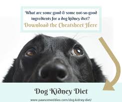 Dog Kidney Diet And Natural Remedies For Dogs With Crf Pawsome Oldies Kidney Diet Dog Food Recipes Vegan Dog