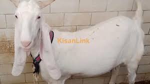 Goat for sale in Pakistan - Sheeps for sale in Pakistan - Kisanlink