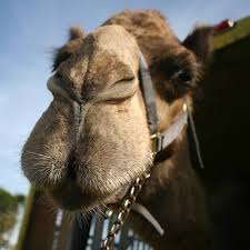 Videos of camel exercises which needs no costly gym equipments and helps shape your hips and works wonder in your thighs. Bahia Shrine 5k Camel Walk Run Home Facebook