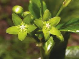 Image result for Apocynaceae subfamily Periplocoideae