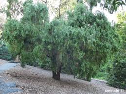 Image result for Cupressus funebris