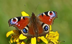 Image result for Chionodes electellus