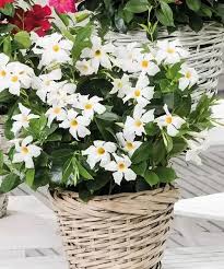 Image result for dipladenie suaveolens obrázek