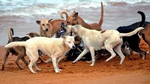 National Street Dogs Working Dogs Animals