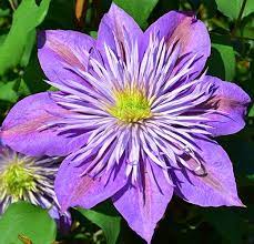Overview of the product easy to apply simply mix with water in a watering can according to instructions Clematis Care Guide Peter Beales Roses The World Leaders In Shrub Climbing Rambling And Standard Classic Roses