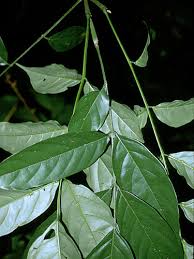 Image result for Lonchocarpus