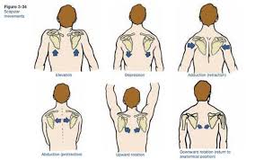 Pilates For Beginners The Balanced Life Physical Therapy Kinesiology Scapula
