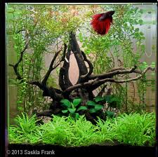 Pin On Betta Habitats