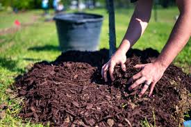 What is the Difference Between Compost and Mulch - Gecko Green