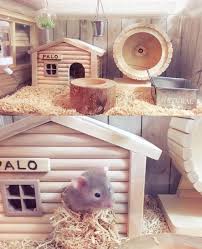 Cute Set Up I Saw Someone Do Would Love To Try It Cute Love Set Snake Hamster Spider Fish Cheetah Hamster Diy Cage Hamster Habitat Hamster Toys