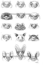 Melanippos S Deviantart Gallery Bat Art Bat Images Cute Bat