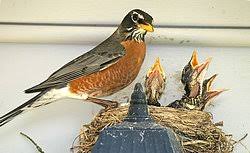 Great mouse practice for toddlers, preschool kids, and elementary students. U S State Bird Of Ct Mi And Wi American Robin
