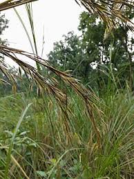 Image result for Themeda