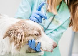 Most spider bites are medically known as arachnidism, and not a matter of concern. Spider Bite On Dog S Eyelid What Should You Do