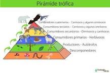 Qué es un ECOSISTEMA para NIÑOS - Definición, funcionamiento ...