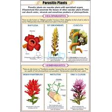Parasitic Plants Chart India Parasitic Plants Chart