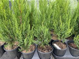 Image result for Heisteria zimmereri