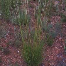 Image result for Sporobolus africanus