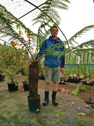 Tree fern (dicksonia antarctica), native to australia, is an attractive, dark green fern with a trunk that can grow as tall as 20 feet, and a canopy of fronds that can spread to more than 20 feet across. Dicksonia Antartica Care Guide Burncoose Nurseries